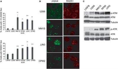 Targeting Ongoing DNA Damage in Multiple Myeloma: Effects of DNA Damage Response Inhibitors on Plasma Cell Survival